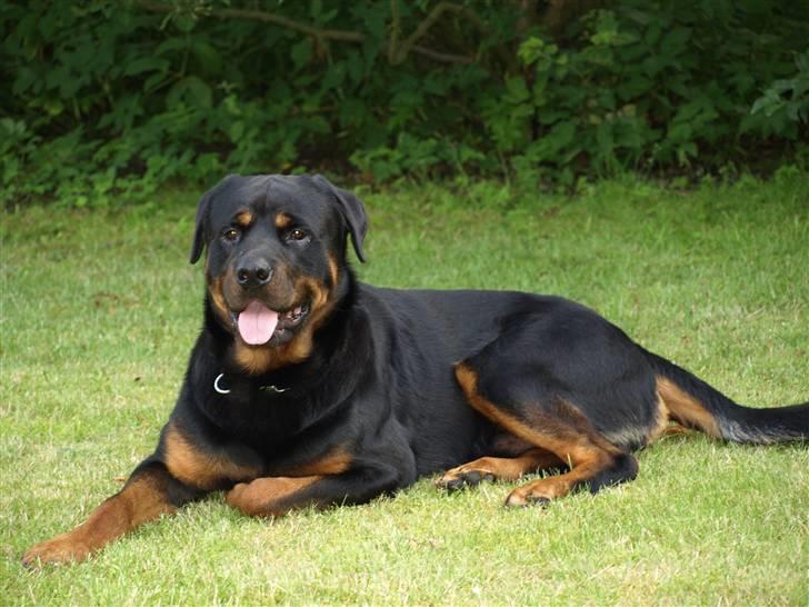 Rottweiler Tyzon billede 8