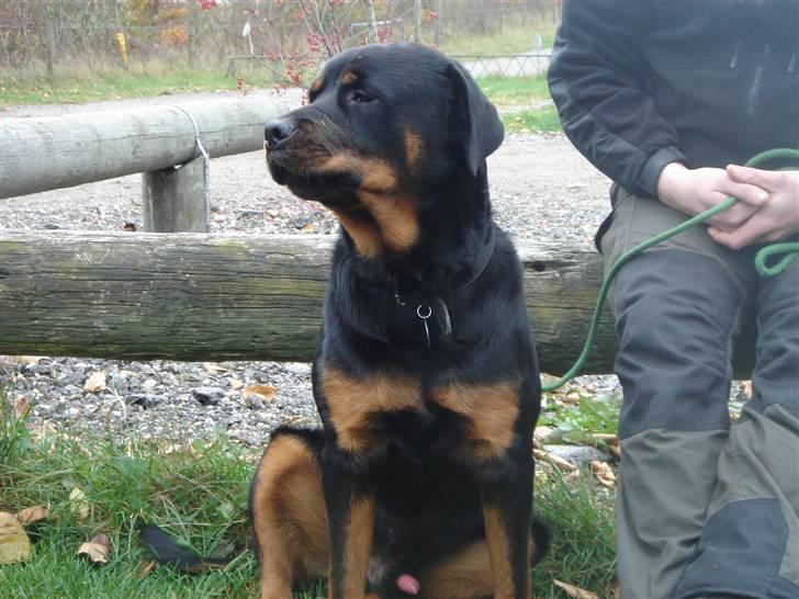 Rottweiler Tyzon - Ja så er det igen tid til at træne ham far lidt billede 9