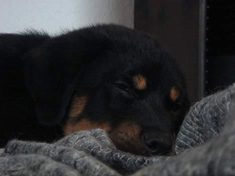 Rottweiler Tyzon billede 10