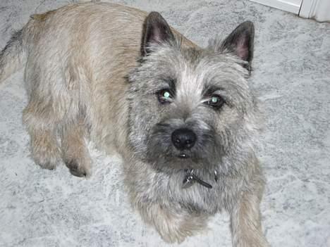 Cairn terrier Tjavs - Må man ikke havde lov til at være lidt for sig selv billede 9