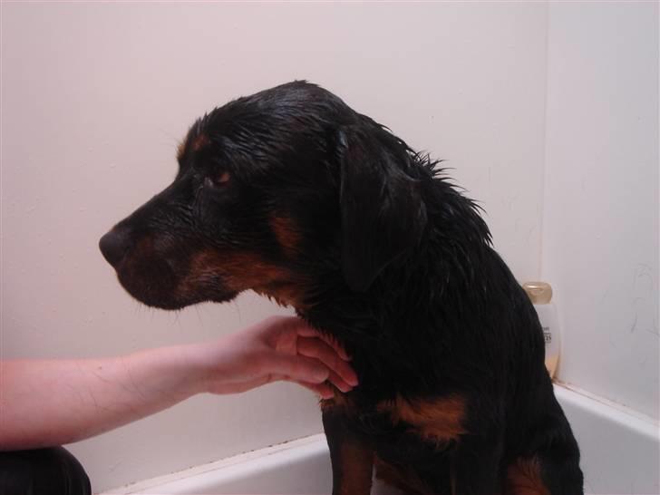 Rottweiler Tyzon - Det her med at bade..... det er noget opreklameret fis billede 11