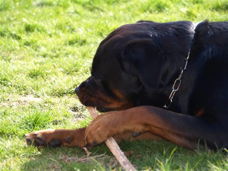 Rottweiler Tyzon - Lækkert ben jeg fik da jeg blev et år billede 12