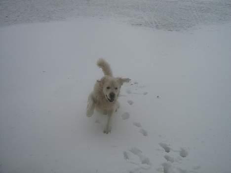 Golden retriever McCartney - McCartney ude at lege i en snedrive billede 13