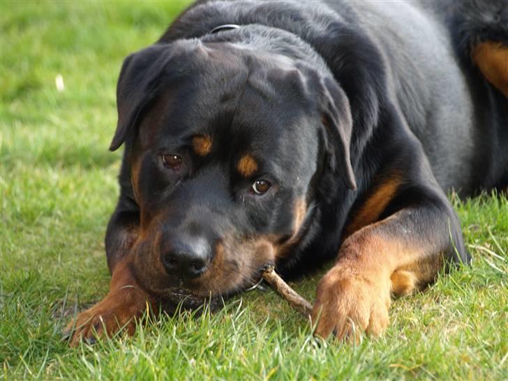 Rottweiler Tyzon billede 13