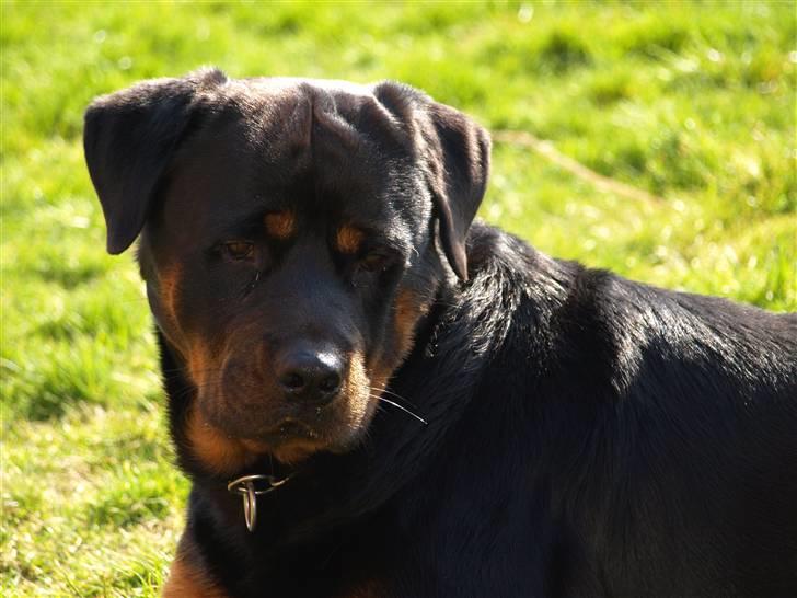 Rottweiler Tyzon billede 14