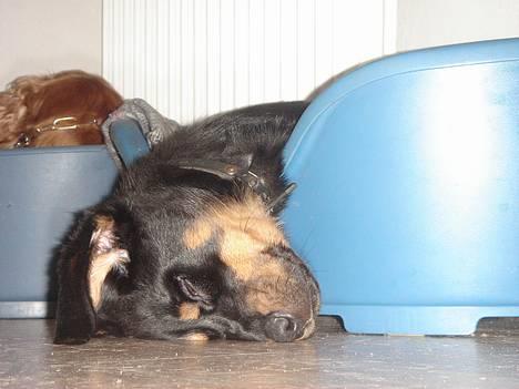 Rottweiler Tyzon billede 15