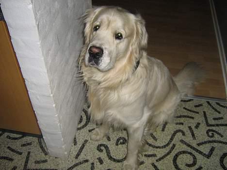 Golden retriever McCartney - McCartney sidder ved køkkenet og hygger billede 14