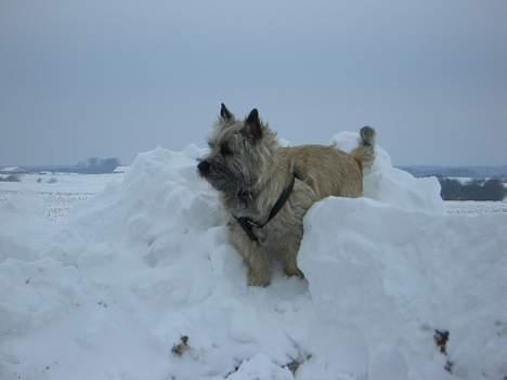 Cairn terrier Tjavs - Man kan jo se alt her oppe fra...... billede 10