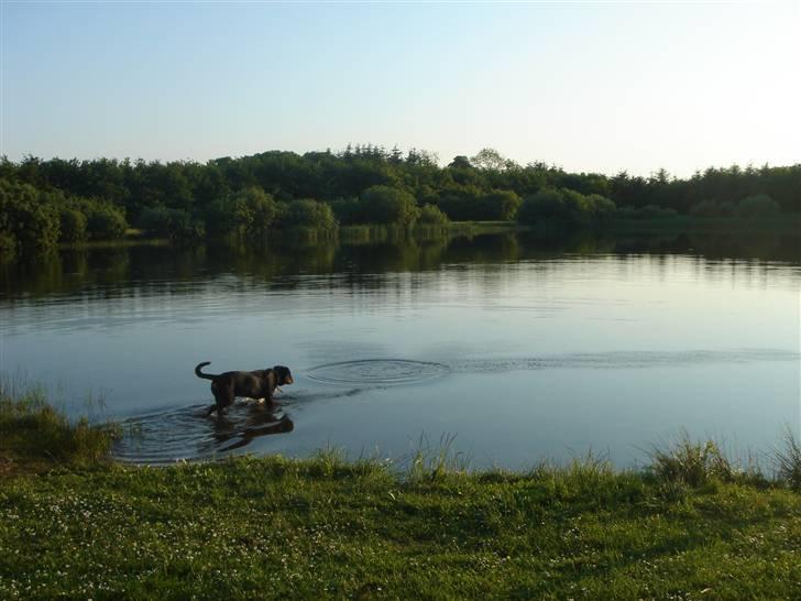 Rottweiler Tyzon billede 16