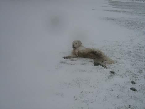 Golden retriever McCartney - McCartney slapper af i en snedrive efter at have rullet i en vandpyt, (rigtig udehund) billede 15