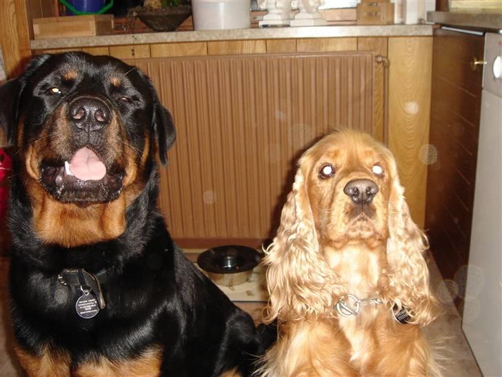 Rottweiler Tyzon - Ja nu er jeg så blevet den største... billede 17