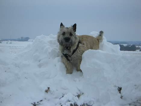 Cairn terrier Tjavs - Jeg skal passe på at jeg ikke falder ned...... billede 11