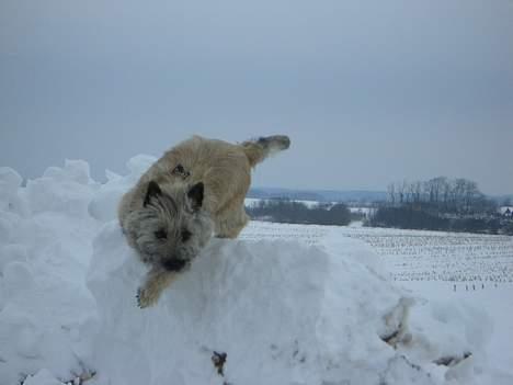 Cairn terrier Tjavs - Ups jeg snuble He He................... billede 12