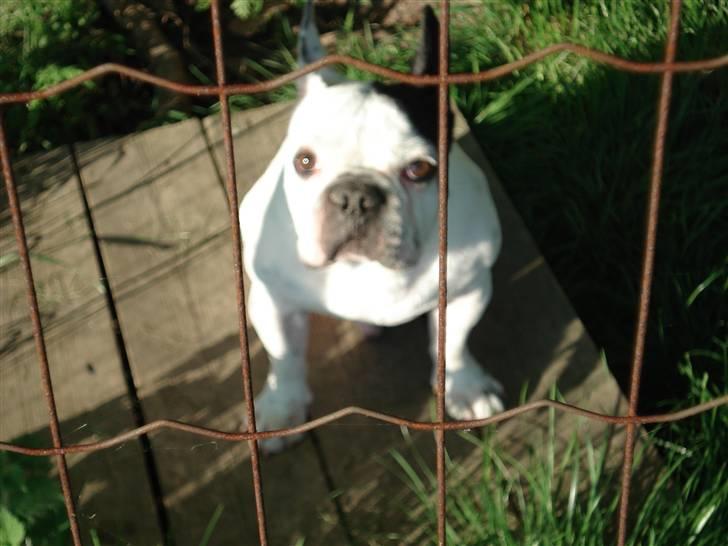 Fransk bulldog Neo - Mor kan jeg ikke også få sådan en hundegård, som Tempo og Kira??? billede 9