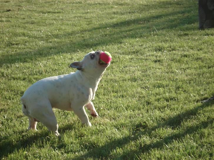 Fransk bulldog Neo billede 10