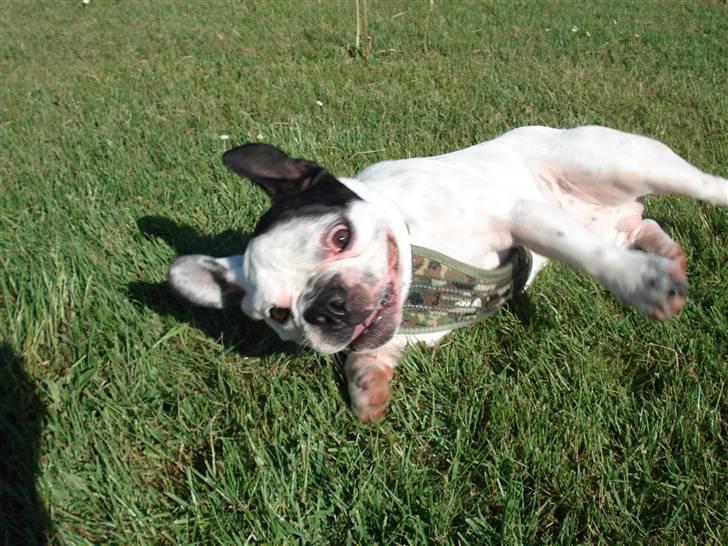 Fransk bulldog Neo billede 11