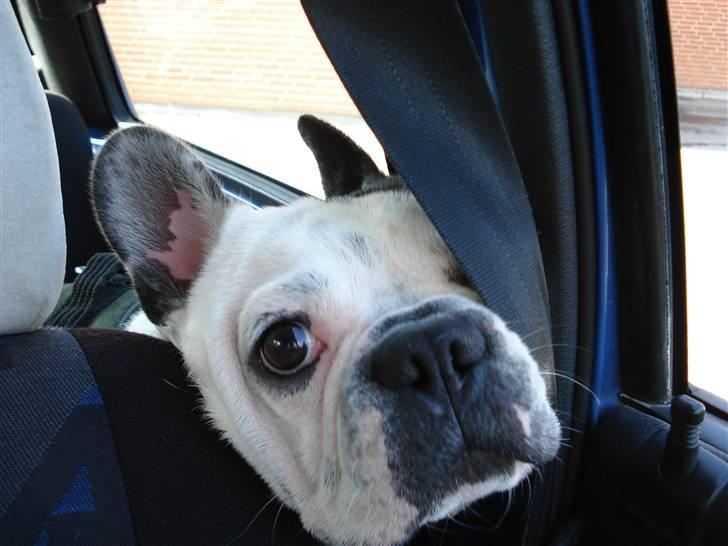 Fransk bulldog Neo - hej hej, må jeg snart få lov til at komme foran!! billede 12