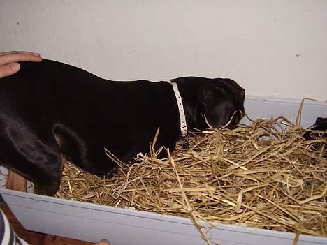 Blanding af racer fnis  - finder lige marsvin billede 19