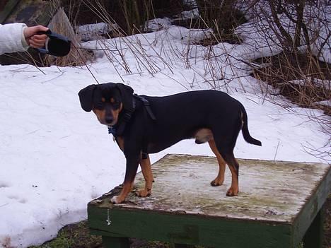 Blanding af racer fnis  - og så er den treningsdag slut billede 20