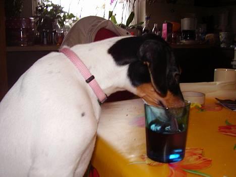 Dansk svensk gaardhund daisy  - drikker lige saft sammen med mor  billede 10