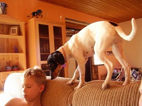 Dansk svensk gaardhund daisy  - hey rico hvar laver du  billede 11