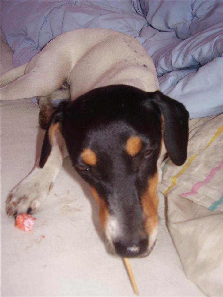 Dansk svensk gaardhund daisy  - nam se jeg kunne godt finde dem  billede 12