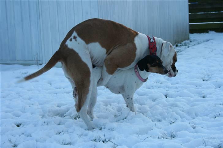 Dansk svensk gaardhund daisy  - daisy og abby i løbetid utroligt så trængende sådan 2 tæver kan være =/ NYT billede 13