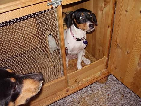 Dansk svensk gaardhund daisy  - skal jeg snart ud... passer lige på marvine ikk løber ud når mor gør rent under dem billede 14