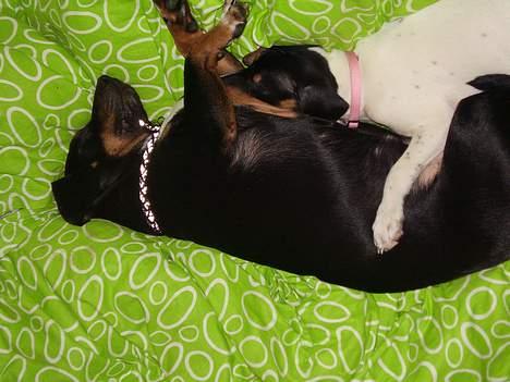 Dansk svensk gaardhund daisy  - sover lige med pletter billede 15