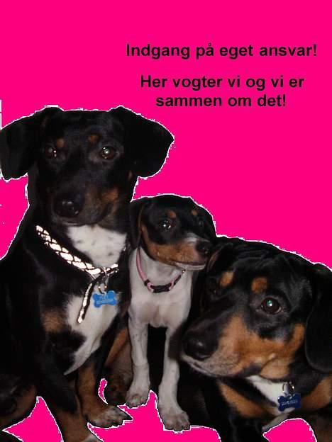 Blanding af racer plet *aflivet* - velkommen  til plet´s profil... pas på os får her vogter vi og vi er sammen om det billede 1