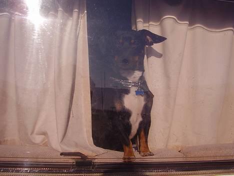 Blanding af racer plet *aflivet* - hej mor jeg kan godt se dig  billede 3