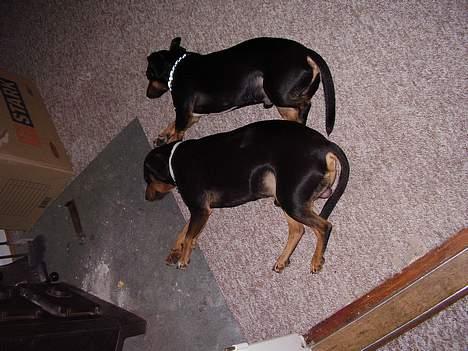 Blanding af racer plet *aflivet* - ligger lig og varmer mig sammen med lille bror billede 4