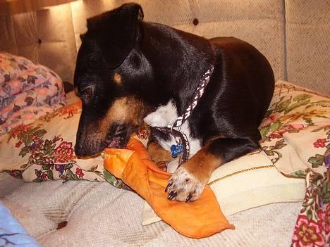 Blanding af racer plet *aflivet* - jo den er god nok den smager af ko .. billede 5