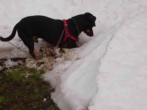 Blanding af racer plet *aflivet* - jeg kan høre noget hvad mon det er  ?? billede 6