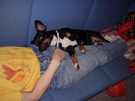 Blanding af racer plet *aflivet* - sover lig med mor billede 7