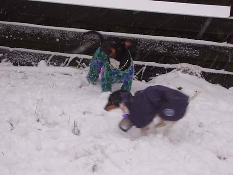 Blanding af racer plet *aflivet* - vov vov billede 8