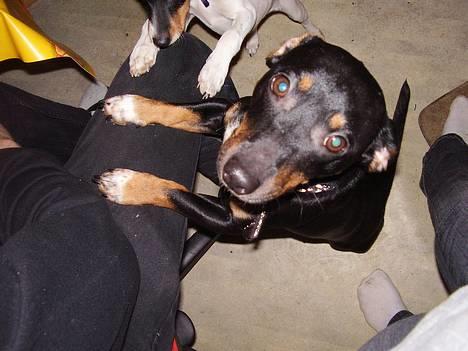 Blanding af racer plet *aflivet* - hej far her du noget  til mig  billede 9