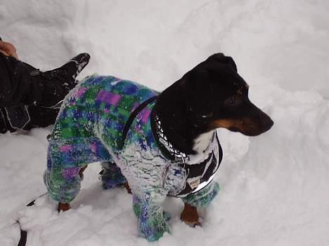 Blanding af racer plet *aflivet* - hov hva er det billede 10