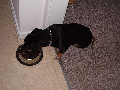 Blanding af racer plet *aflivet* - man er lidt døven til morgen billede 11