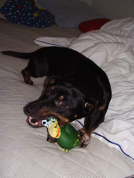 Blanding af racer plet *aflivet* - bider lige fuglen i stykker billede 12