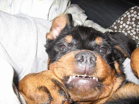 Rottweiler Buller - Hvor er jeg en farlig hund, eller, nårh nej. 10 uger gammel. billede 10