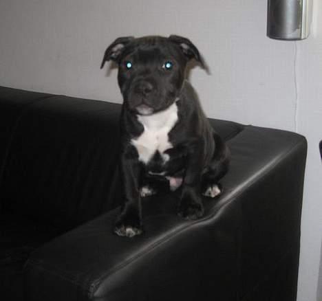 Staffordshire bull terrier Canaveral Port Erin RIP - Albert tror han er en kat... 23/2-07 billede 8