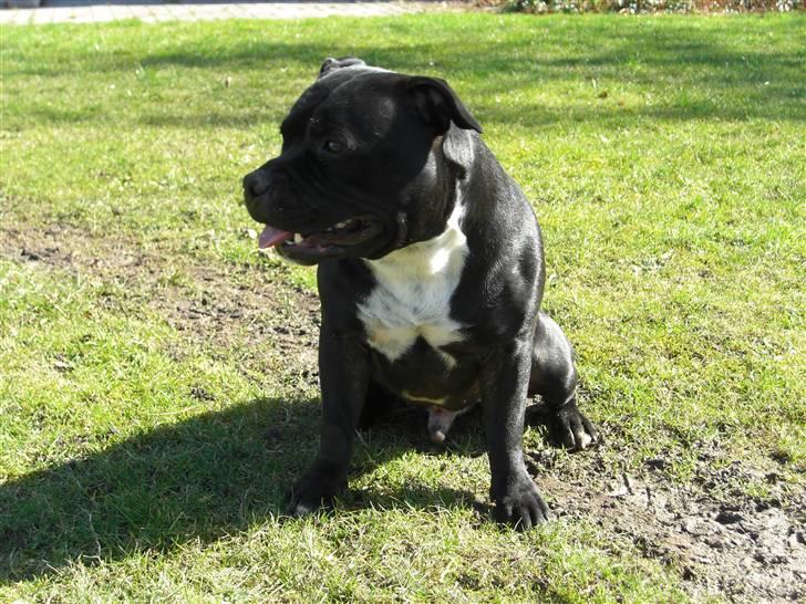 Staffordshire bull terrier Canaveral Port Erin RIP - Nyt, Albert 2 år billede 9