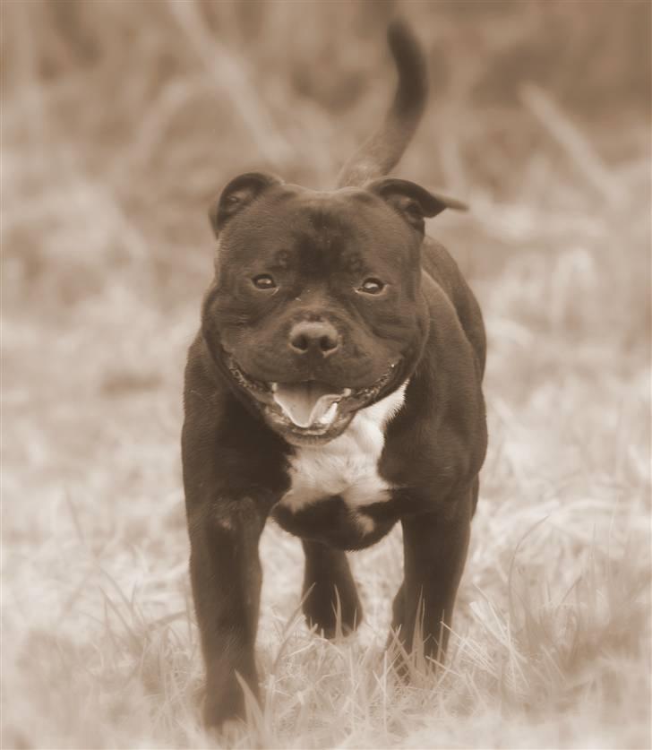 Staffordshire bull terrier Canaveral Port Erin RIP - Albert 9 måneder billede 11