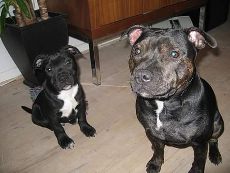 Staffordshire bull terrier Point of View Annie - Annie og Albert 22/2-07 billede 17