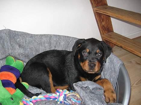 Rottweiler Buller - Buller i hans nye kurv billede 11