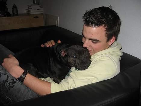 Staffordshire bull terrier Point of View Annie - Annie putter hos farmand 22/2-07 billede 19