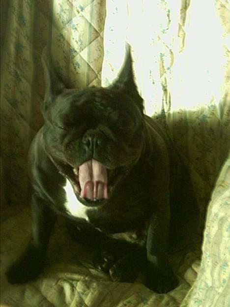 Fransk bulldog Abby billede 1