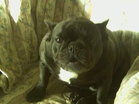 Fransk bulldog Abby billede 2