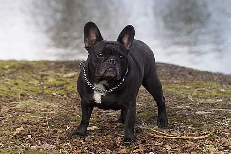 Fransk bulldog Abby - TosaFoto billede 3